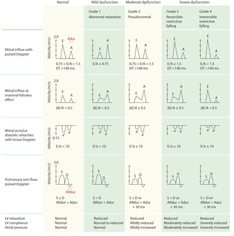 Reference (normal) values for echocardiography